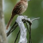 利发娱乐官网的魅力所在:游戏、奖金与用户体验全解析 3vgsoph0m